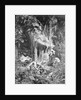 Alexander von Humboldt Beside River by Anonymous