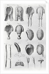 Book Illustration Showing Different Wigs by Anonymous