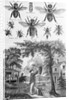 Illustration of Bees at Beekeeper at Work by Anonymous