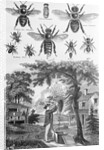 Illustration of Bees at Beekeeper at Work by Anonymous