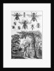 Illustration of Bees at Beekeeper at Work by Anonymous