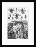 Illustration of Bees at Beekeeper at Work by Anonymous