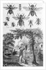 Illustration of Bees at Beekeeper at Work by Anonymous