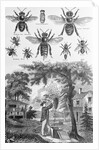Illustration of Bees at Beekeeper at Work by Anonymous
