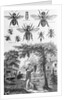 Illustration of Bees at Beekeeper at Work by Anonymous