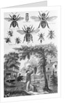 Illustration of Bees at Beekeeper at Work by Anonymous