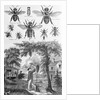 Illustration of Bees at Beekeeper at Work by Anonymous