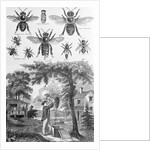 Illustration of Bees at Beekeeper at Work by Anonymous