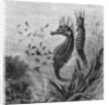 Illustration Depicting Seahorse Giving Birth by Anonymous