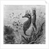 Illustration Depicting Seahorse Giving Birth by Anonymous