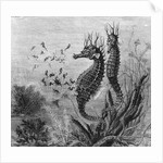 Illustration Depicting Seahorse Giving Birth by Anonymous