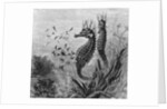 Illustration Depicting Seahorse Giving Birth by Anonymous