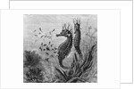 Illustration Depicting Seahorse Giving Birth by Anonymous