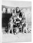 Animal Trainer Posing with Lions by Anonymous