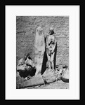 Mummies at Excavation Site by Anonymous