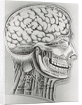 Cross Section Picture of the Human Brain by Anonymous