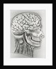 Cross Section Picture of the Human Brain by Anonymous