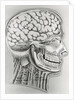 Cross Section Picture of the Human Brain by Anonymous