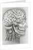 Cross Section Picture of the Human Brain by Anonymous