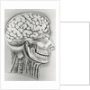 Cross Section Picture of the Human Brain by Anonymous