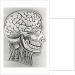 Cross Section Picture of the Human Brain by Anonymous