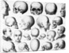 Various Skull Forms by Anonymous