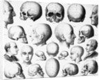 Various Skull Forms by Anonymous