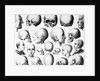 Various Skull Forms by Anonymous
