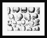 Various Skull Forms by Anonymous