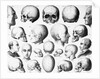 Various Skull Forms by Anonymous