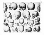 Various Skull Forms by Anonymous
