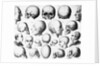 Various Skull Forms by Anonymous