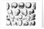 Various Skull Forms by Anonymous