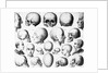 Various Skull Forms by Anonymous