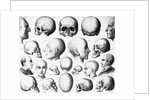 Various Skull Forms by Anonymous