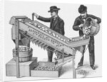 Two Men Using a Potato Sorting Machine by Anonymous