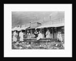 Women Sawing Logs in Dawson by Anonymous