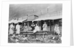 Women Sawing Logs in Dawson by Anonymous
