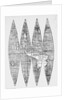 Map from 16th Century by Anonymous