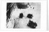 Trucks Carrying Prisoners by Anonymous
