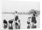 Children Crabbing on the Seashore by Anonymous