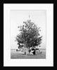 Christmas Tree with Presents and Toys by Anonymous