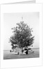 Christmas Tree with Presents and Toys by Anonymous