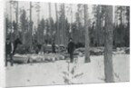 Loggers Removing Large Tree from Forest by Anonymous