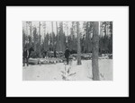 Loggers Removing Large Tree from Forest by Anonymous