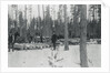 Loggers Removing Large Tree from Forest by Anonymous