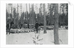 Loggers Removing Large Tree from Forest by Anonymous