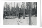 Loggers Removing Large Tree from Forest by Anonymous