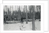 Loggers Removing Large Tree from Forest by Anonymous