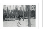 Loggers Removing Large Tree from Forest by Anonymous
